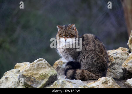 Un scozzese Wildcat a Port Lympne Wild Animal Riserva nel Kent. Foto Stock