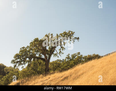 Bella highway drive da Healdsburg (Sonoma County) a Ft. Bragg, California sulla costa di Mendocino, in California, Stati Uniti d'America. Foto Stock