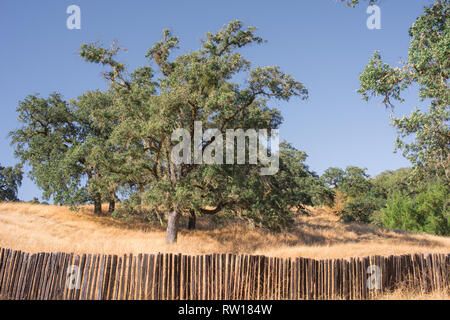 Bella highway drive da Healdsburg (Sonoma County) a Ft. Bragg, California sulla costa di Mendocino, in California, Stati Uniti d'America. Foto Stock