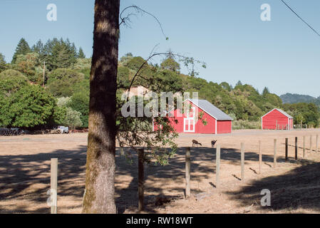 Bella highway drive da Healdsburg (Sonoma County) a Ft. Bragg, California sulla costa di Mendocino, in California, Stati Uniti d'America. Foto Stock