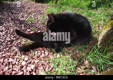 Gatto nero leccare fur sul percorso del giardino Foto Stock