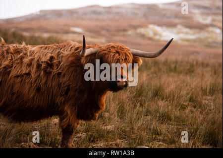 Highland bovini, Bò Ghàidhealach, Heilan coo. Scottish bovini di razza. Isola di Skye. La Scozia. Foto Stock