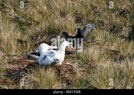 Prion Island South Georgia isole, vagare albatross nesting in erba con petrel invadendo Foto Stock