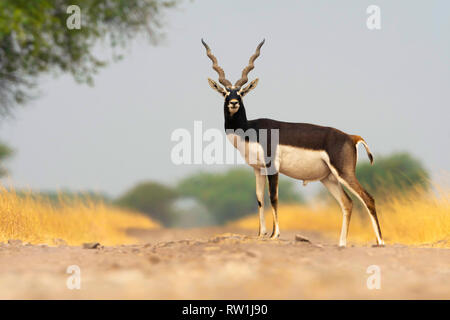 Blackbuck maschio, Antilope cervicapra ,Blackbuck National Park, Velavadar, Gujarat, India. Foto Stock