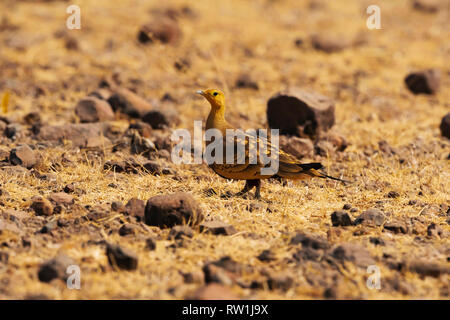 Castagno sandgrouse panciuto, Pterocles exustus, Mayureshwar santuario della fauna selvatica di Pune, Maharashtra, India. Foto Stock