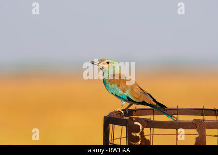 Rullo di europea, Coracias garrulus, Blackbuck National Park, Velavadar, Gujarat, India. Foto Stock