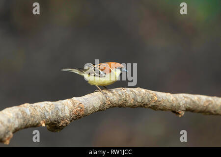 Ruppel's starling, Lamprotornis purpuroptera, Lake Naivasha, Kenya, Africa. Foto Stock