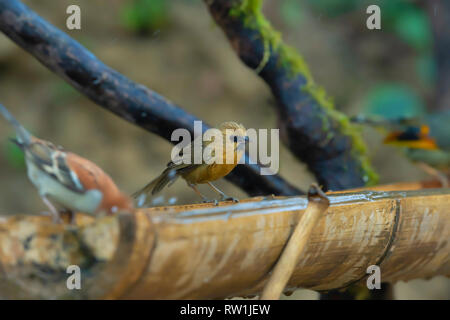 Black chinned babbler, Stachyridopsis pyrrhops, Sattal, Nainital, Uttarakhand, India. Foto Stock