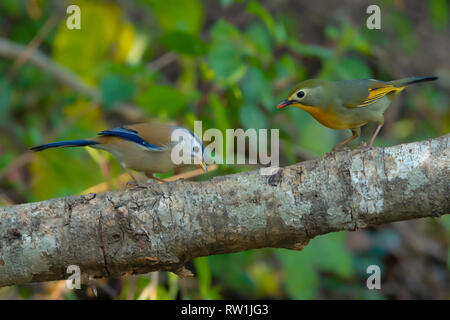 Blue Winged Siva, Minla cyanouroptera, Sattal, Nainital, Uttarakhand, India. Foto Stock