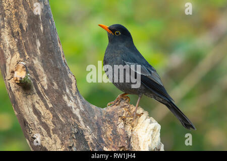 Grigio merlo alato, maschio, Turdus boulboul, Sattal, Nainital, Uttarakhand, India. Foto Stock