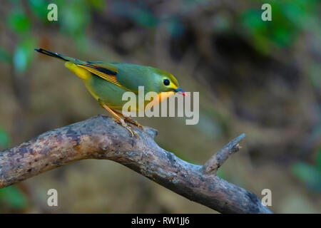 Red fatturati leiothrix, Leiothrix lutea, Sattal, Nainital, Uttarakhand, India. Foto Stock