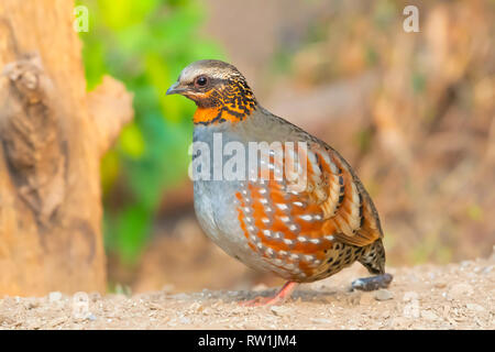 Rufous throated pernice, Arborophila rufogularis, Sattal, Nainital Uttarakhand, India. Foto Stock