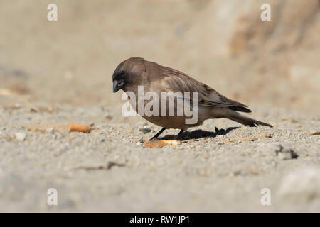 Brandt di montagna del fringuello Leucosticte brandti, Chang La Pass, Leh Ladakh, Jammu e Kashmir in India. Foto Stock