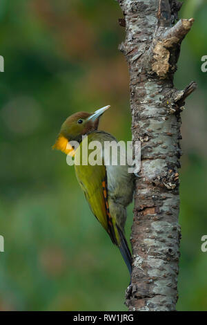 Maggiore yellownape, Chrysophlegma flavinucha, Sattal, Nainital, Uttarakhand, India. Foto Stock