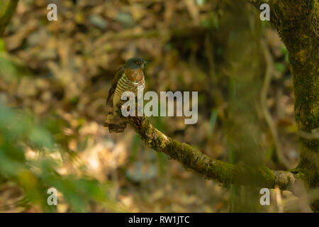 Grande Falco cuculo, Hierococcyx sparverioides, Kilbury Wildlife Sanctuary, Nainital, Uttarakhand, India. Foto Stock