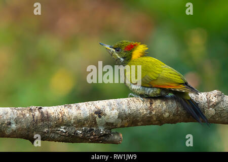 Minor yellownape, Picus chlorolophus, Sattal, Nainital, Uttarakhand, India. Foto Stock