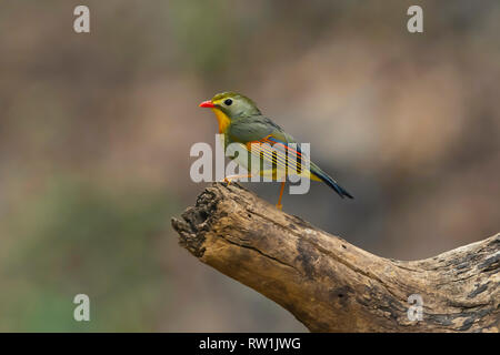 Red fatturati leiothrix, Leiothrix lutea, Sattal, Nainital, Uttarakhand, India. Foto Stock
