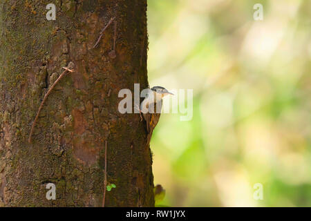 Bar tailed rampichino alpestre, Certhia himalayana, Sattal, Nainital, Uttarakhand, India. Foto Stock