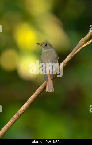 Rusty tailed flycatcher, Ficedula ruficauda, Salim Ali Bird Sanctuary, Thattekad, Kerala, India. Foto Stock