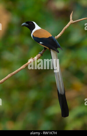 Bianco gonfiato treepie, Dendrocitta leucogastra, Salim Ali Bird Sanctuary, Thattekad, Kerala, India. Foto Stock