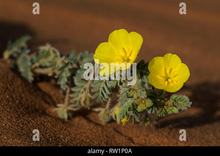 Piccole trappole - Tribulus terrestris, splendida piccola pianta con i fiori gialli ampiamente distribuiti in tutto il mondo, Namib Desert, Sossusvlei, Namibia Foto Stock