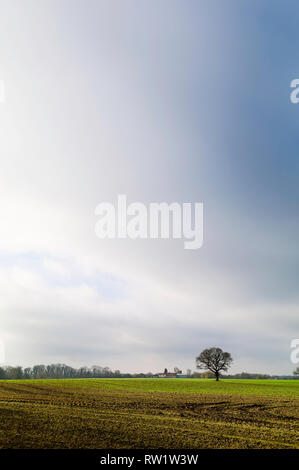 Moody rurale scena con campo arato e quercia in orizzonte all'alba a Beverley, nello Yorkshire, Regno Unito. Foto Stock