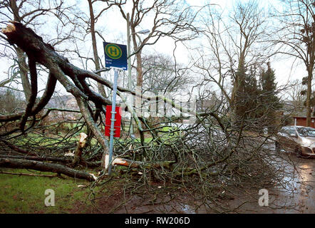 04 marzo 2019, della Renania settentrionale-Vestfalia, Düsseldorf: un albero caduto si trova sulla strada tra Düsseldorf e Duisburg. Tempesta bassa 'Bennett' è responsabile di numerosi vigili del fuoco operazioni in capitale dello stato e continua a causare problemi nelle principali roccaforti del carnevale di Düsseldorf e Colonia. Foto: David Giovani/dpa Foto Stock