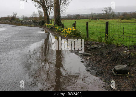 Moira, Irlanda del Nord. 04 marzo 2019. Regno Unito - previsioni del tempo - un umido e freddo giorno di primavera con heavy rain, acqua stagnante e nevischio neve e docce tutti nel mix. Superficie di acqua su strada accanto a una banca di narcisi. Credito: David Hunter/Alamy Live News. Foto Stock