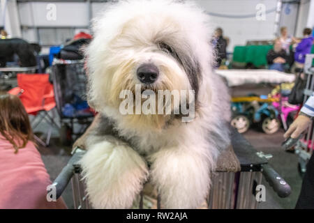 Close-up sul volto di Old English Sheepdog seduto sulla parte superiore della gabbia a dog show, Edimburgo, Scozia Foto Stock