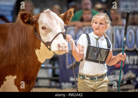 La giovane ragazza tira il piombo della mucca nell'arena durante la valutazione dell'animale a fair, Timonium, Maryland Foto Stock