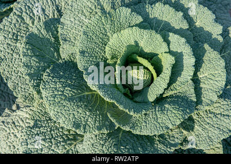Affacciato su righe di piantati cavoli Savoia (Brassica oleracea var. sabauda L.) piantato nel campo, Sieradz, Łódź voivodato, Polonia Foto Stock