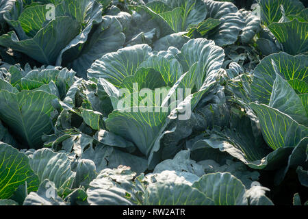 Affacciato su righe di piantati cavoli (Brassica oleracea var. sabauda L.) piantato nel campo, Sieradz, Łódź voivodato, Polonia Foto Stock