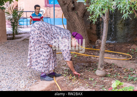 Donna di cura delle piante, Dades, Marocco Foto Stock