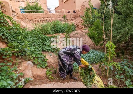 Donna di cura delle piante, Dades, Marocco Foto Stock