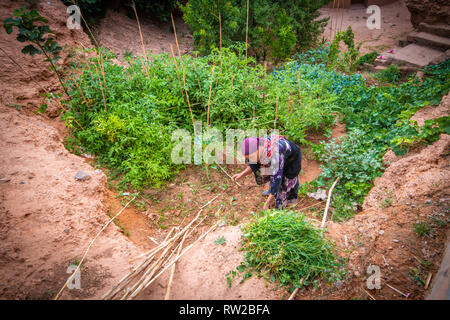 Donna di cura delle piante, Dades, Marocco Foto Stock