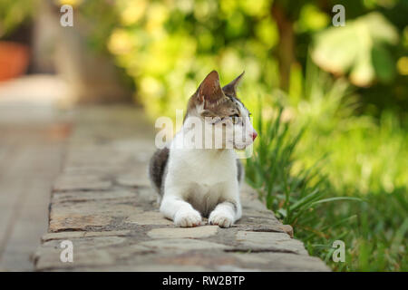 Piccolo gatto randagio che posa in mattoni cordolo di marciapiede, parco dietro di lei. Foto Stock