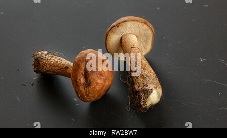 Due appena raccolto di funghi (scaber deviosgancio / Leccinum scabrum) via lo sporco dalla foresta ancora su di essi, sul grigio scuro, scheda. Foto Stock