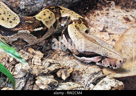 Boa constrictor, Boa constrictor è un non-serpente velenoso. Nativo della foresta pluviale di America Centrale e America del Sud Foto Stock