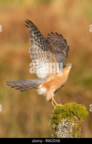 Un maschio di Sparviero (Accipiter nisus) arroccato su un ceppo di albero si diffonde le sue ali e si guarda al cielo per dissuadere le potenziali minacce Foto Stock