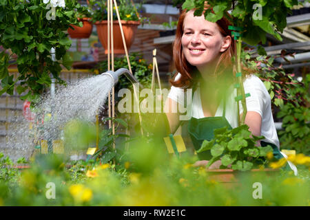 Donna di fiori di irrigazione in una nursery - serra con piante colorate per la vendita Foto Stock