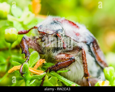 Cockchafer Melolontha può Beetle Bug Macro di insetti Foto Stock