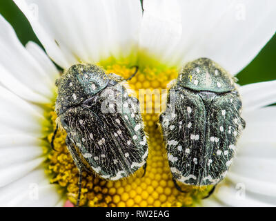 Paio di Cetonia Aurata Chafers verde giugno coleotteri Bugs insetti Macro seduto sul fiore Foto Stock