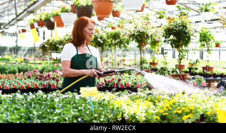 Donna di fiori di irrigazione in una nursery - serra con piante colorate per la vendita Foto Stock