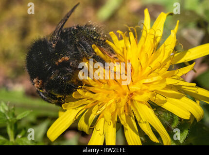 Bumble Bee in inverno alimentazione su un fiore di tarassaco (Taraxacum vulgaria). Mostra l'infestazione di Bumblebee acari (Parasitellus fucorum). Acaro sulla pianta. Foto Stock