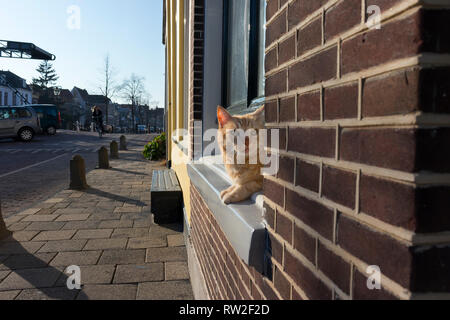 Leiden, Olanda - Febbraio 27, 2019: Zenzero pet cat sta cercando curiosamente fuori della finestra Foto Stock