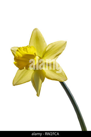 Unico DAFFODIL fiore su sfondo chiaro. Foto Stock