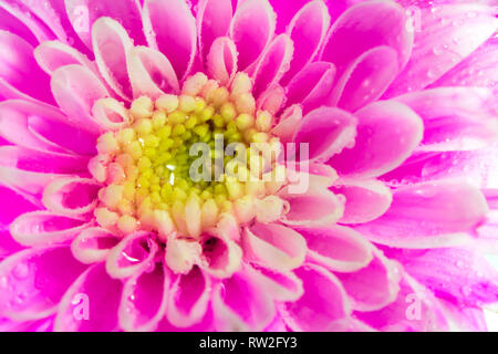 Crisantemo rosa fiore su sfondo bianco, la profondità di campo Foto Stock