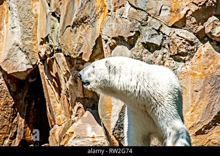 Porta presso lo Zoo di Berlino; Bären im Berliner Zoo (Knut, Gianna) Foto Stock