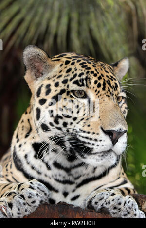 Jaguar Panthera onca Belize Foto Stock