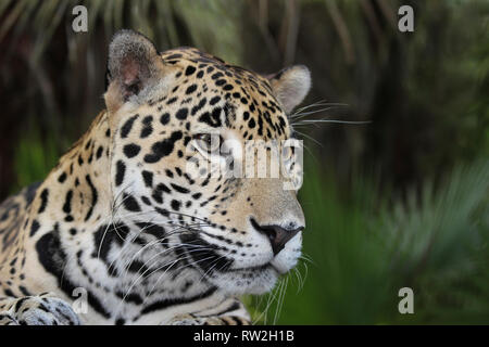 Jaguar Panthera onca Belize Foto Stock